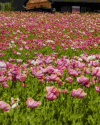 Mohnblüten im Sturm